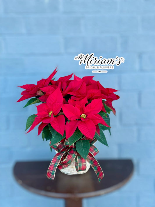 Small Poinsettia