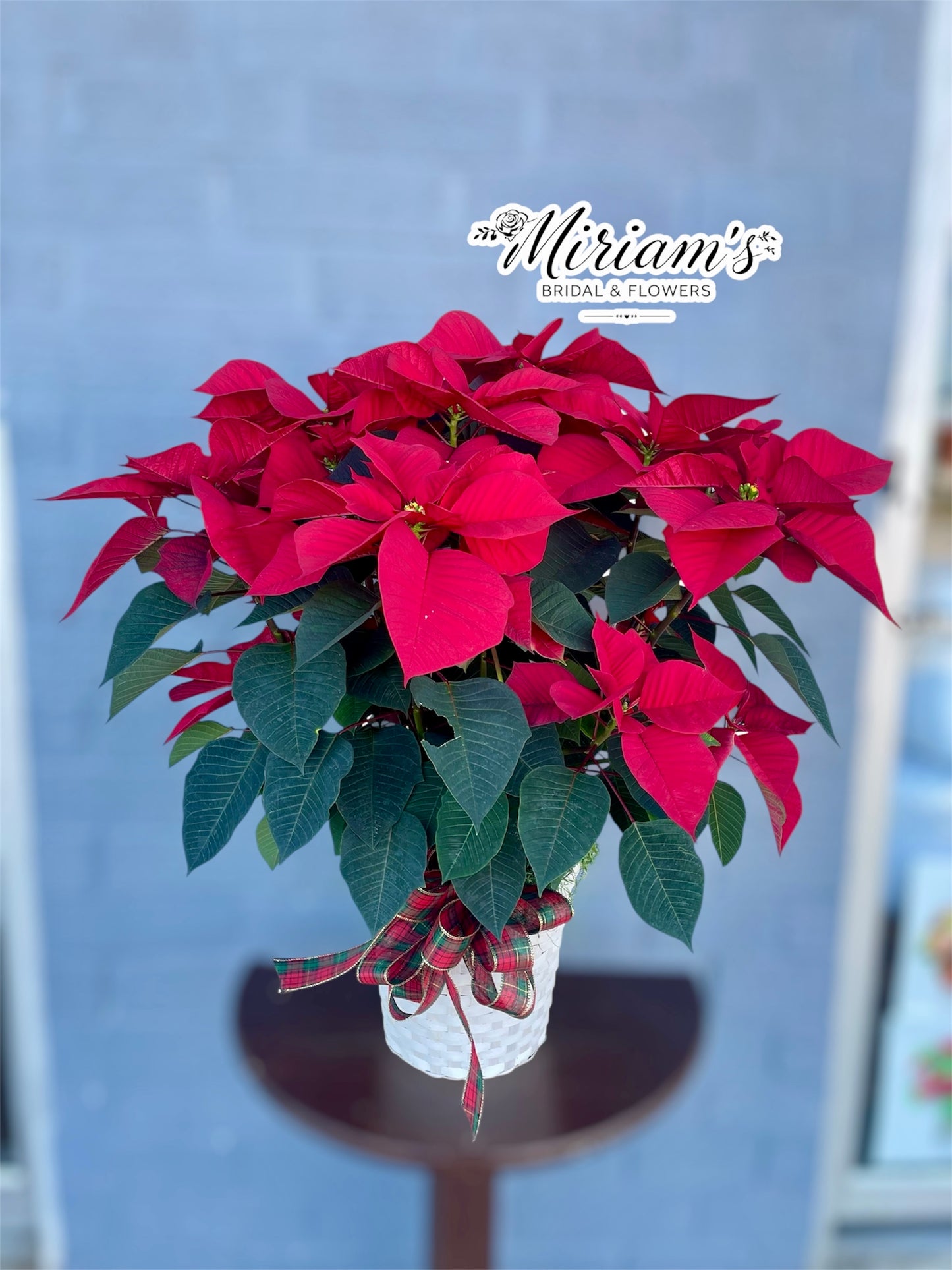 Large Poinsettia