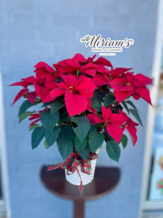 Large Poinsettia